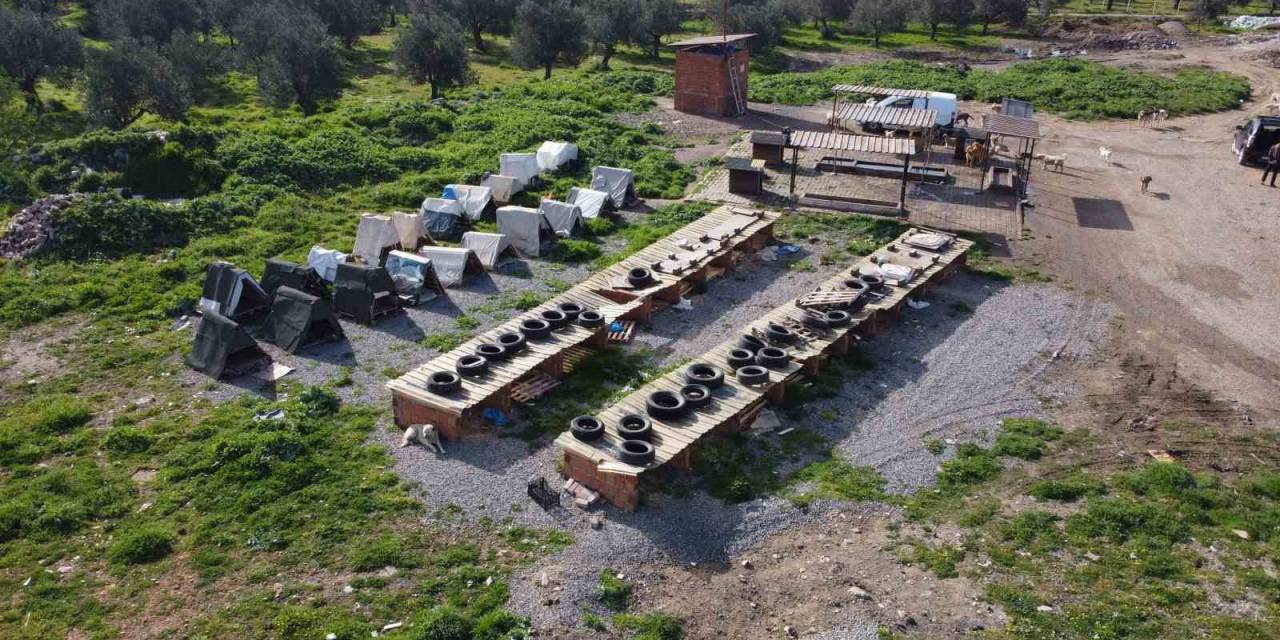 "Sokak Köpeklerinin Maması Çalınmasın" Diye Kamera Koydular