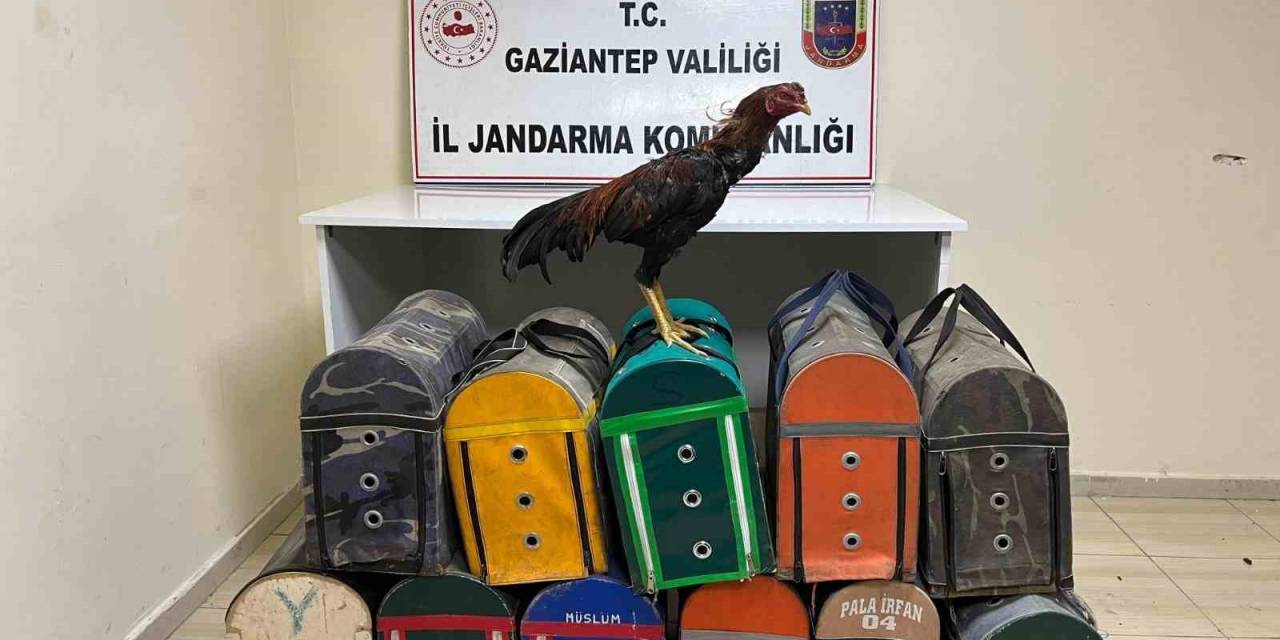Gaziantep’te Horoz Dövüştüren 26 Şahıs Suçüstü Yakalandı
