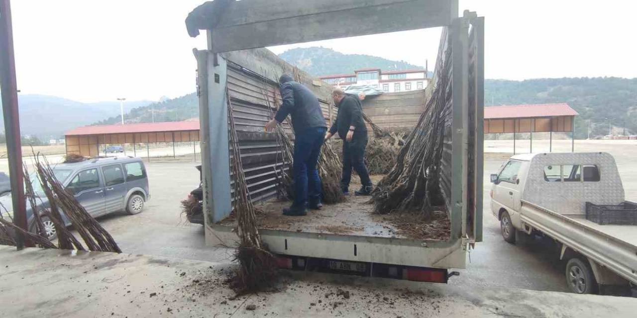 Osmaneli De Çiftçilere Ceviz Fidanı Dağıtımı Yapıldı