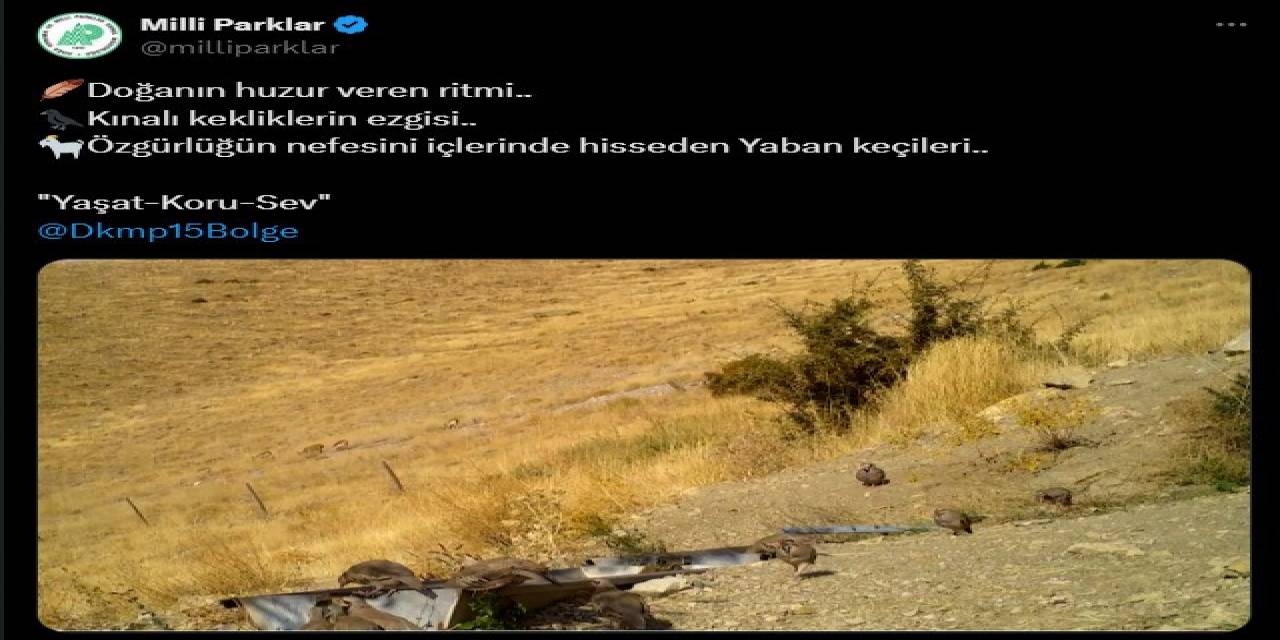 Kınalı Keklikler Ve Yaban Keçileri Fotokapana Takıldı