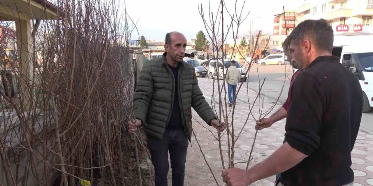 Siirt’te Yüzlerce Meyve Fidanı Toprakla Buluşmayı Bekliyor