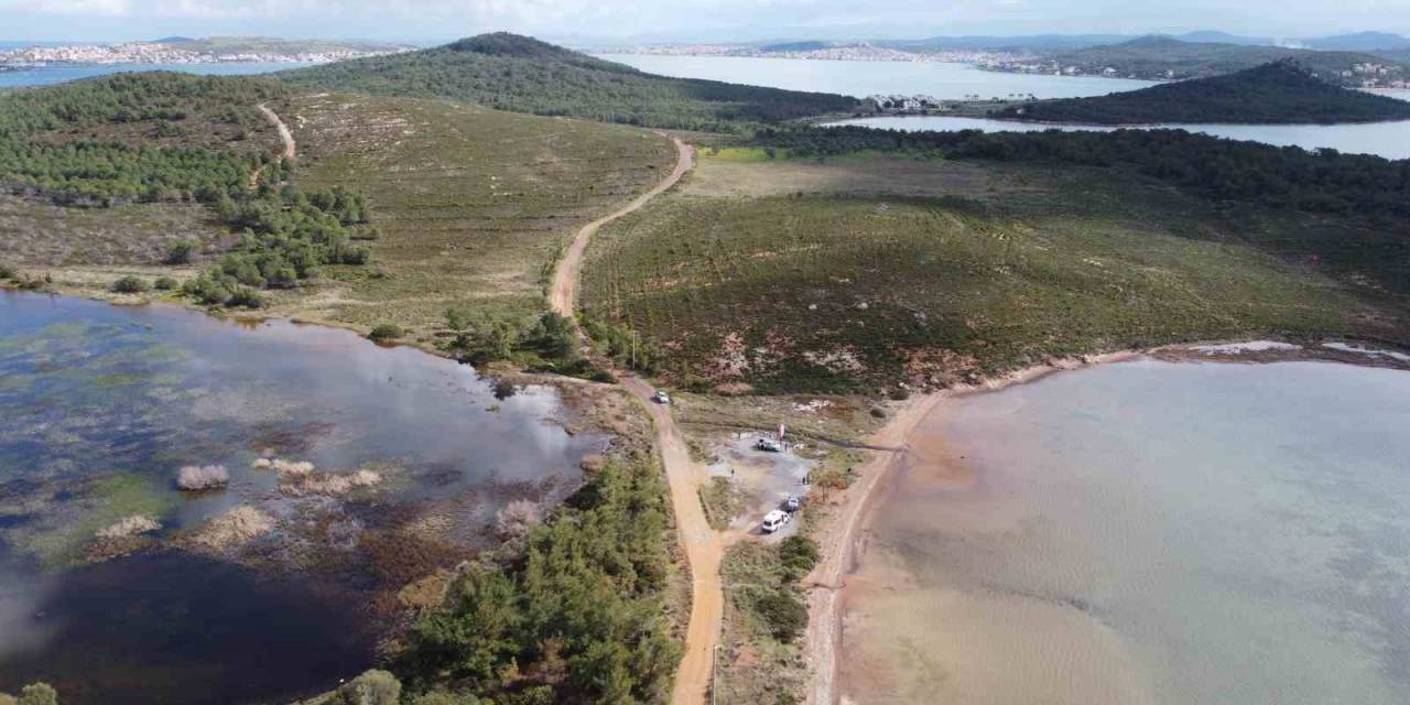 Ayvalık’ta Yangınlar İle Siyaha Dönen Ormanlar Tekrar Yeşiline Kavuşuyor