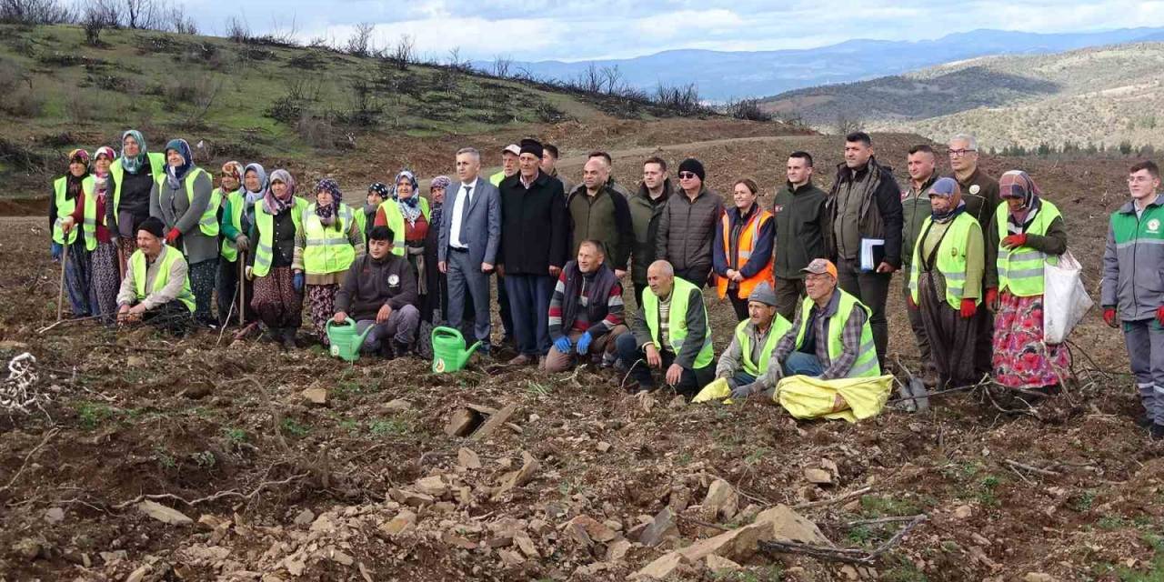 Tavşanlı’da Yanan Ormanlık Alanlar Tekrar Ağaçlandırılıyor