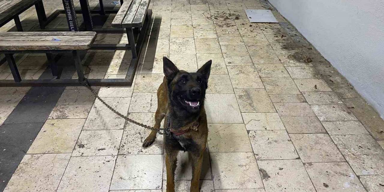 Şanlıurfa’da Kurt Köpeğini Çalan Hırsızlar Yakalandı