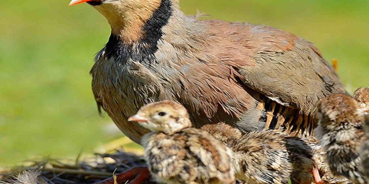 Kara Avcılığı Sezonu Kapandı