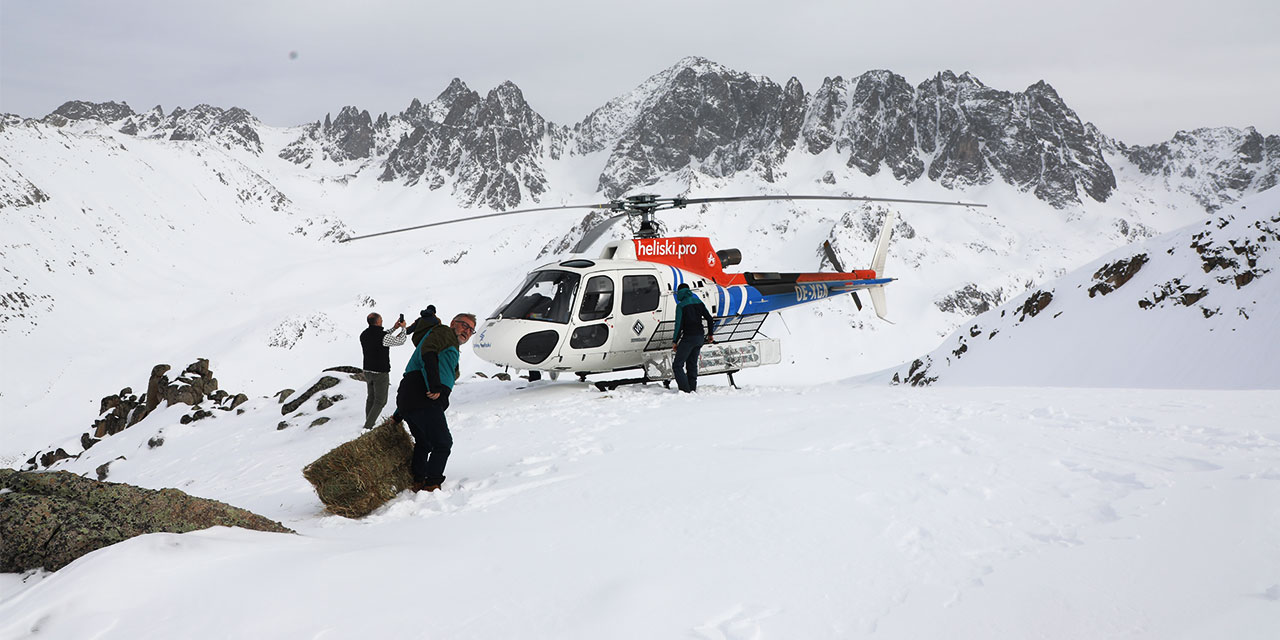 Çengel boynuzlu dağ keçileri için Kaçkarlar'a helikopterle yem taşındı