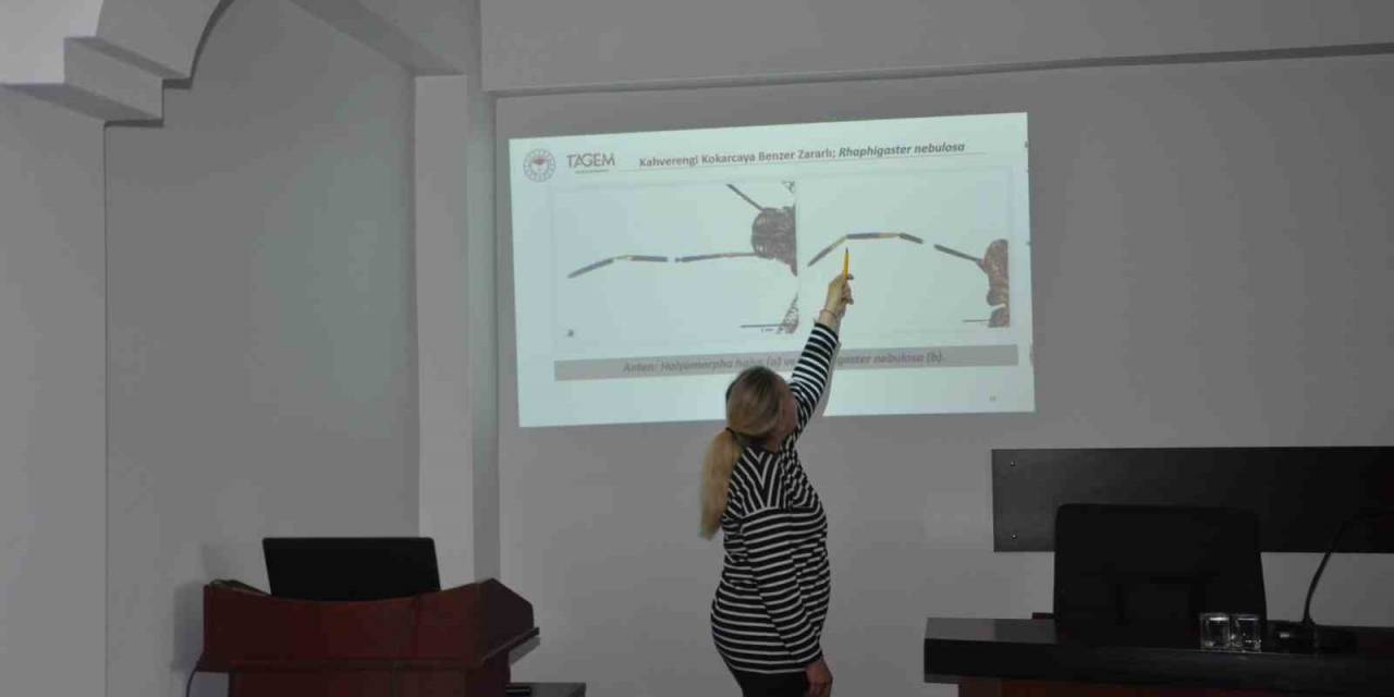 Kahverengi Kokarca İle Mücadele Yılı