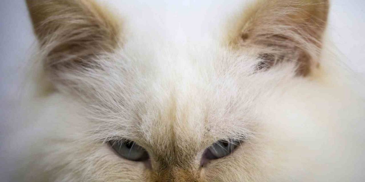 Japonya’da Zehirli Krom Tankına Düşen Kedi Aranıyor