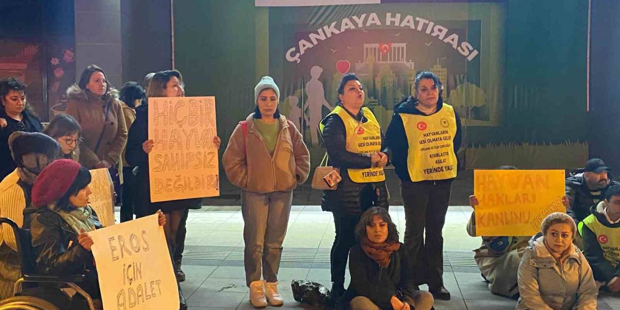 ’eros’ İsimli Kediyle İlgili Davadan Çıkan Karara Tepki