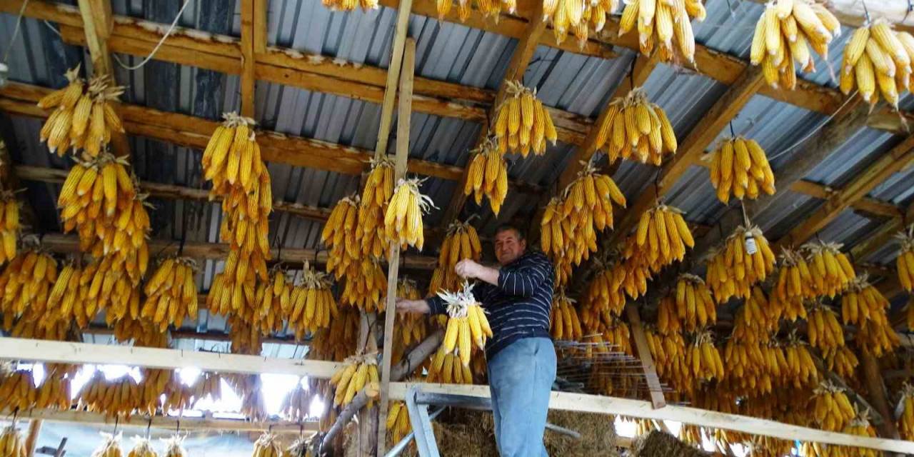 Hisarcıklı Çiftçi Mısırları Tavana Asarak Muhafaza Ediyor