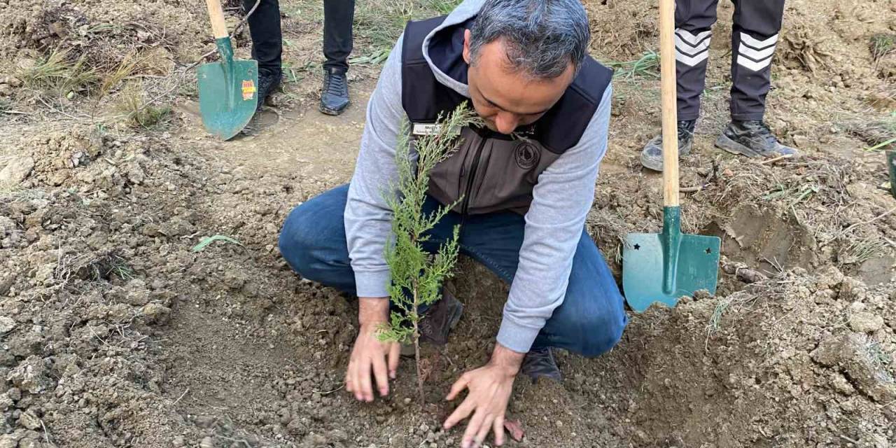 Yanan Ormanlık Alanları Basın Mensupları Yeşertiyor