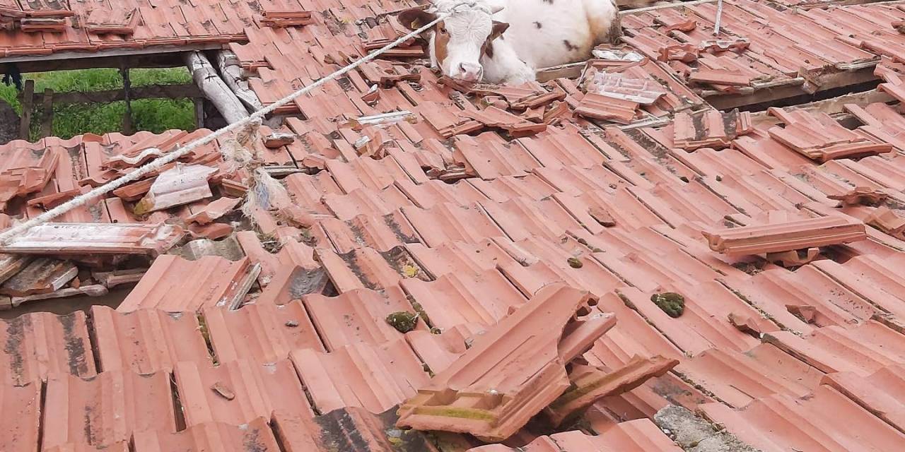 Çatıdan İnek Düştü