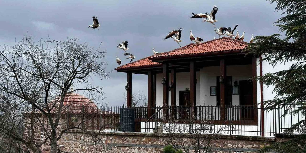 Baharın Gelişiyle Göç Eden Leylekler Şeyh Edebali Türbesi’nde De Mola Verdi