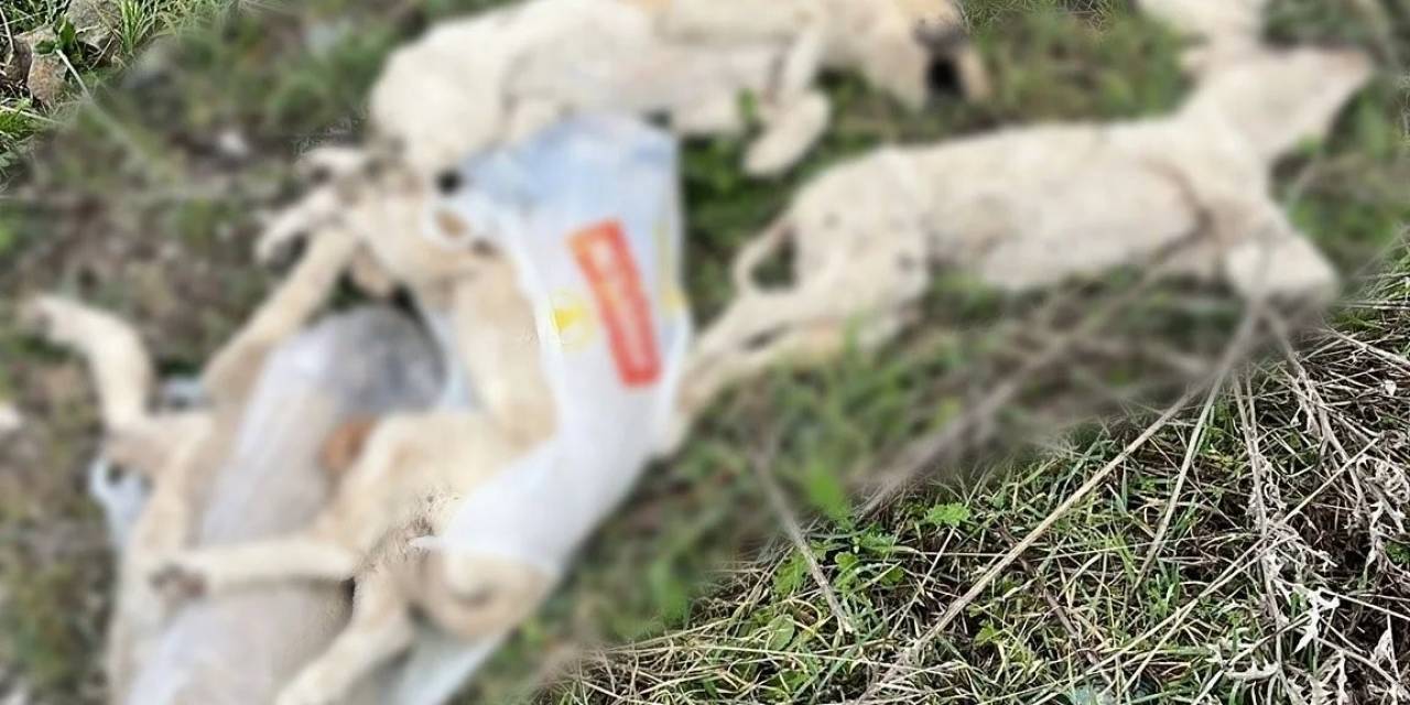 Söğüt’te Yolda Ölü Bulunan Köpekler Tepkiye Yol Açtı