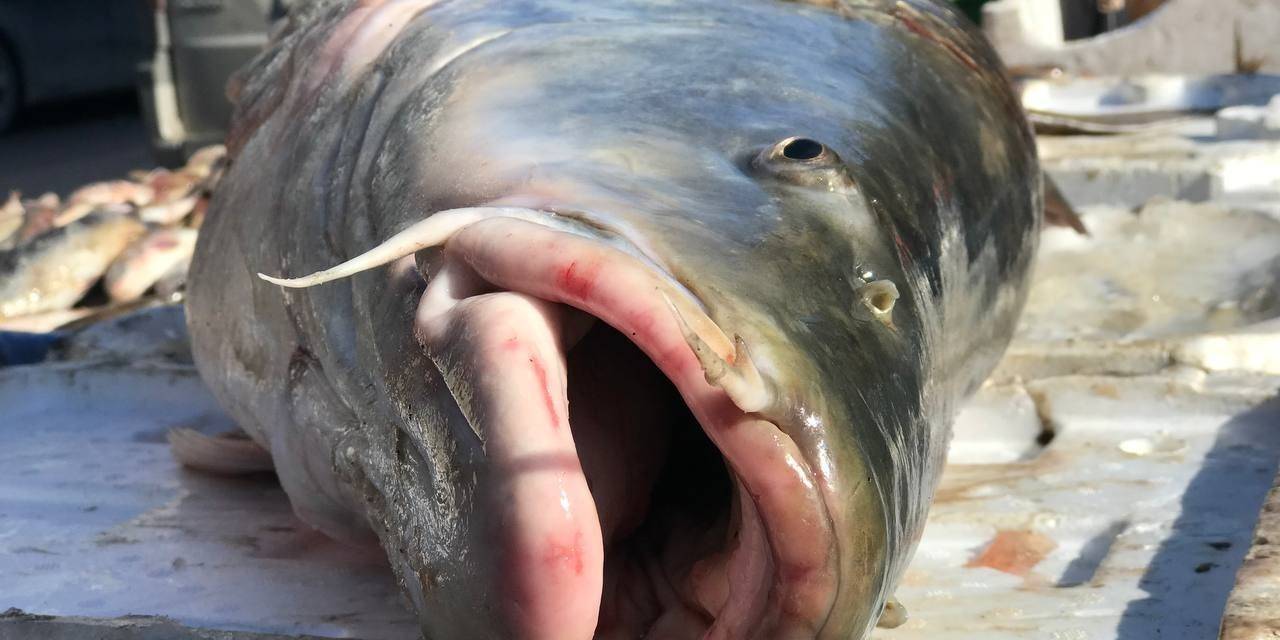 33 Kiloluk Dev Balık Tezgâhta Alıcı Buluyor
