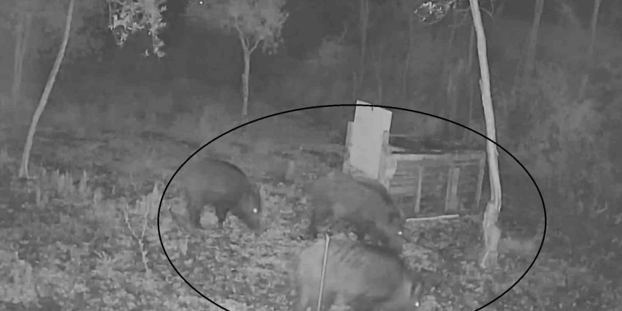Arı Kovanları Arasında Gezintiye Çıkan Domuzlar, Güvenlik Kamerasına Yakalandı