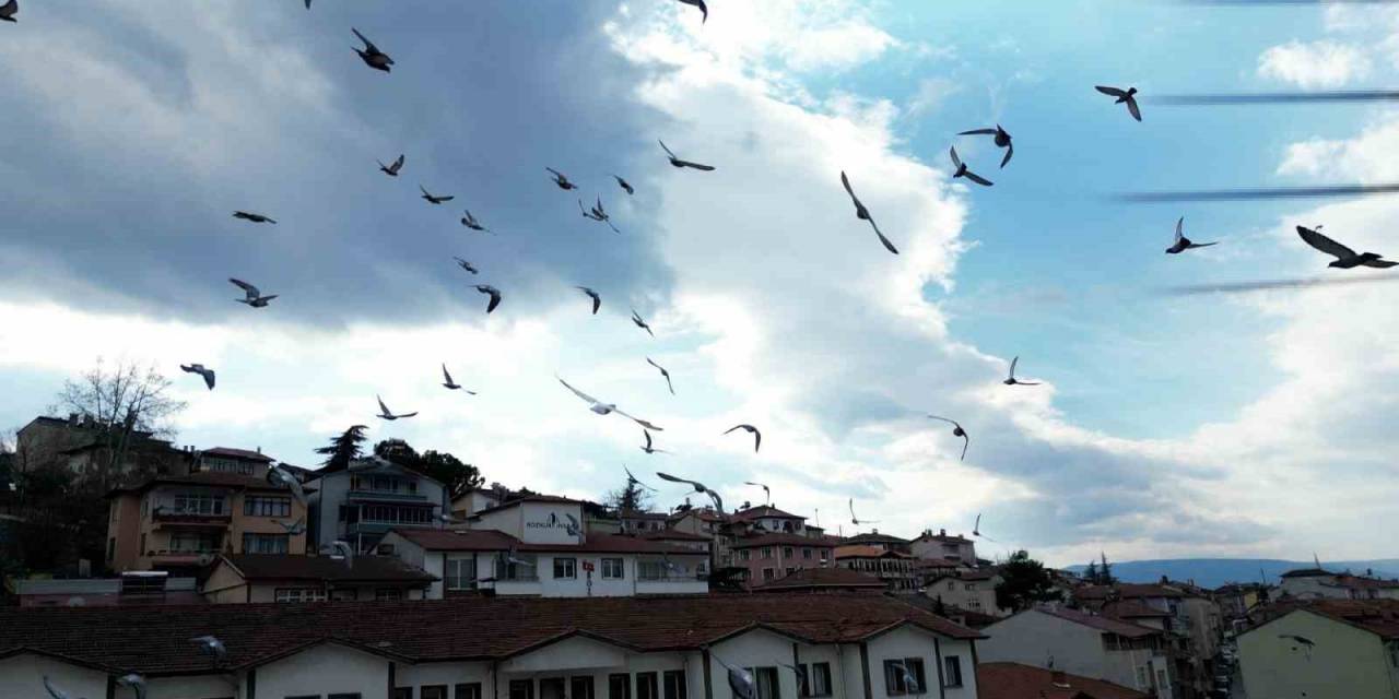 Güvercin Drona Çarptı