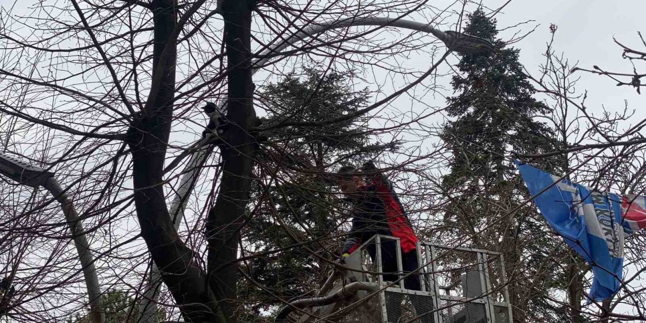 Tokat’ta Kedi Kurtarma Operasyonunu Film İzler Gibi İzlediler