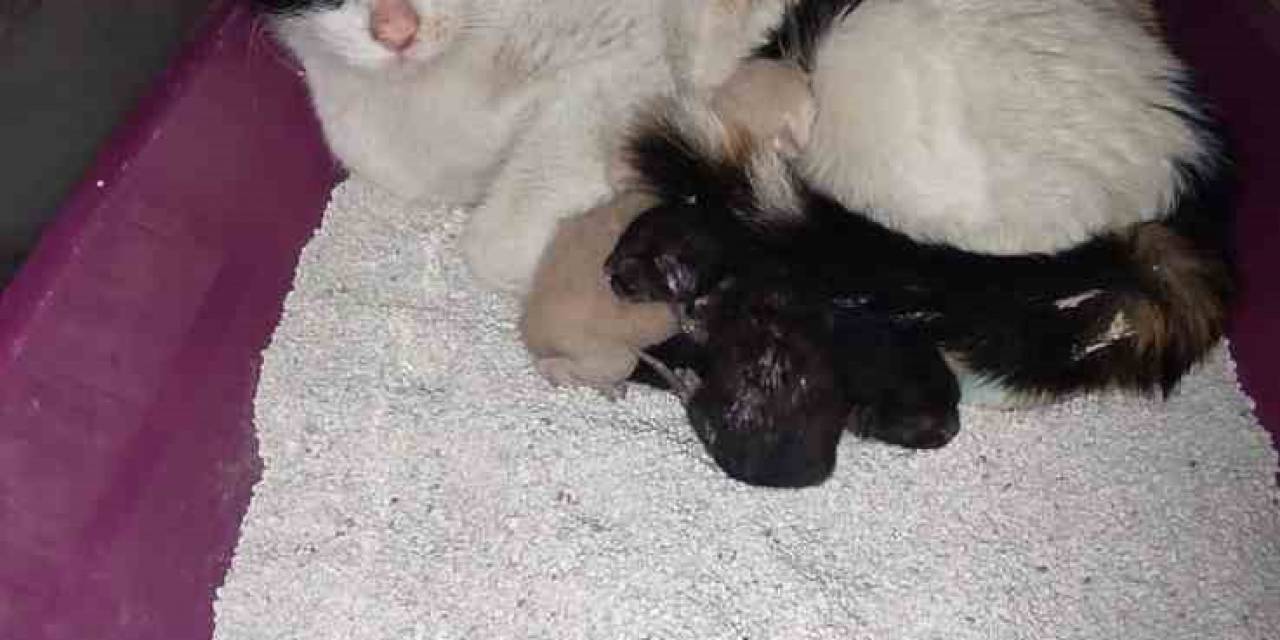 Kedi, İnegöl Devlet Hastanesi’nde Doğum Yaptı