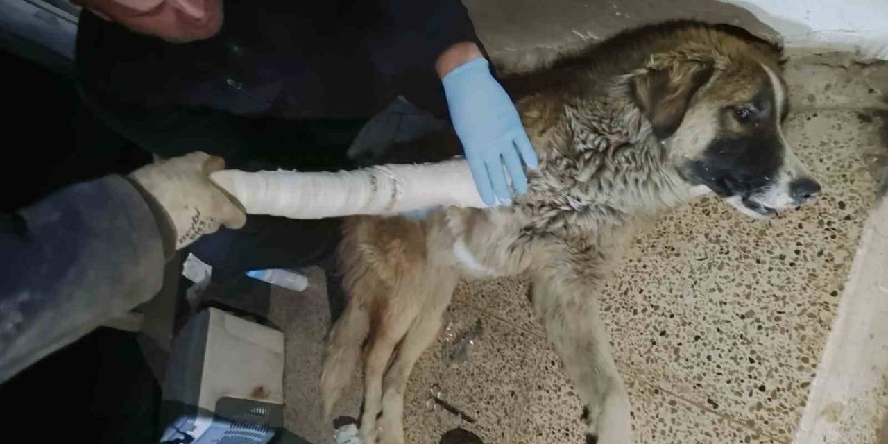Hakkari’de Aracın Çarptığı Köpek Yaralandı