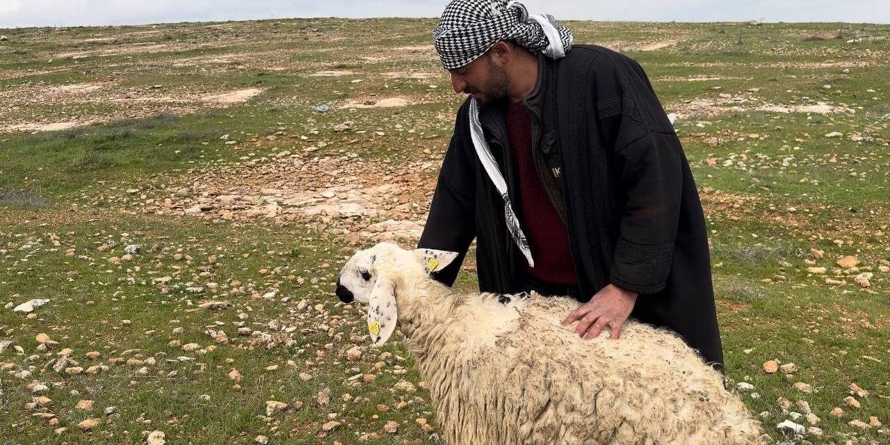 Koruma Altına Alınan Suruç Koyunu Tescilleniyor