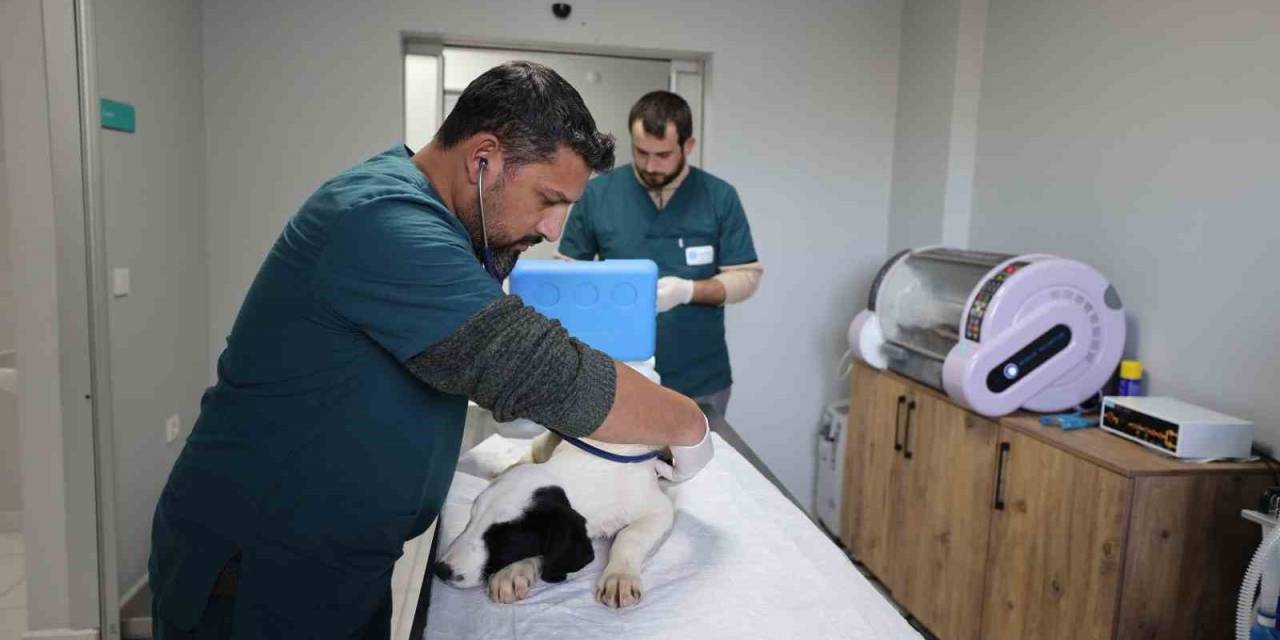 Hayvanlara Umut Olan Merkez