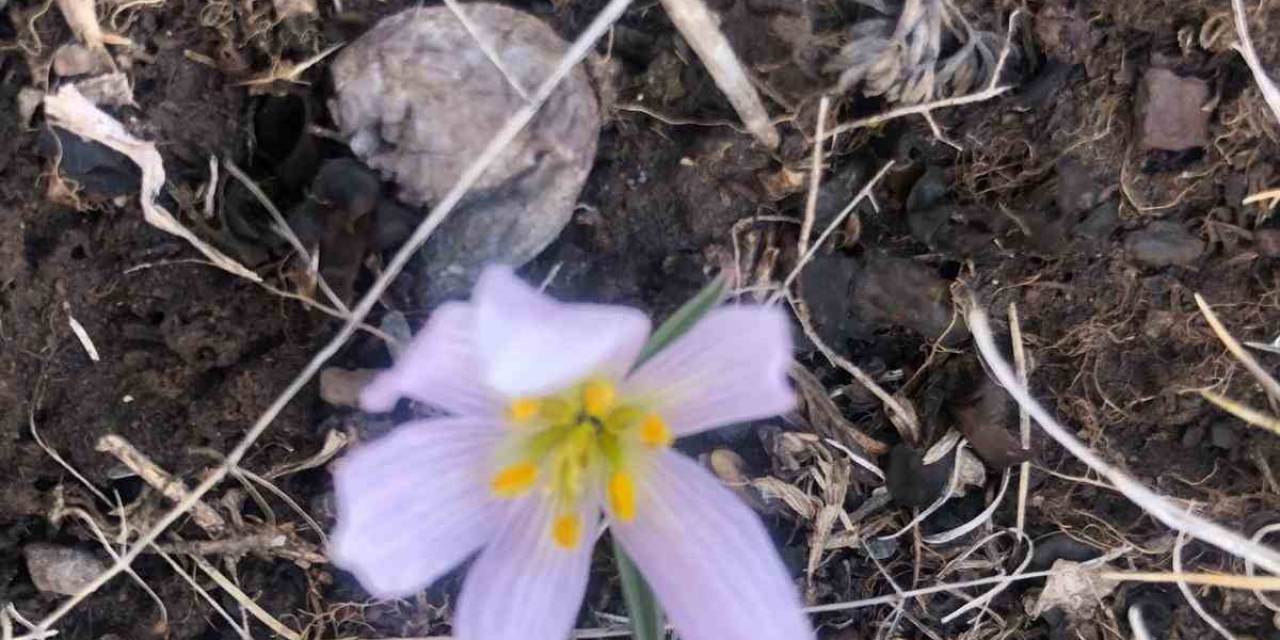 Kars’ta Kardelenler Çiçek Açtı