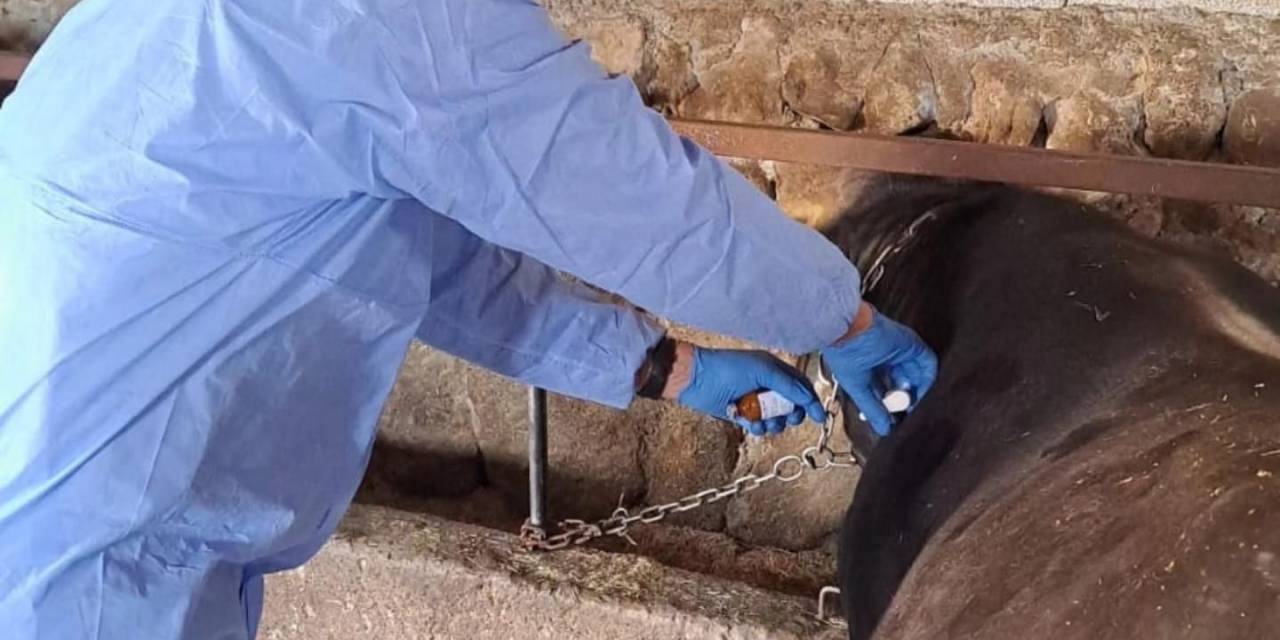 Bitlis’te Şap Aşısı Devam Ediyor