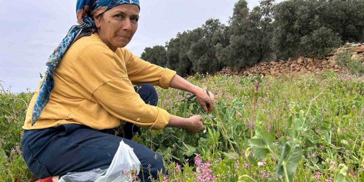 Deprem Bölgesinde Alternatif Ürün Olarak Üretilen Bezelyede Hasat Başladı