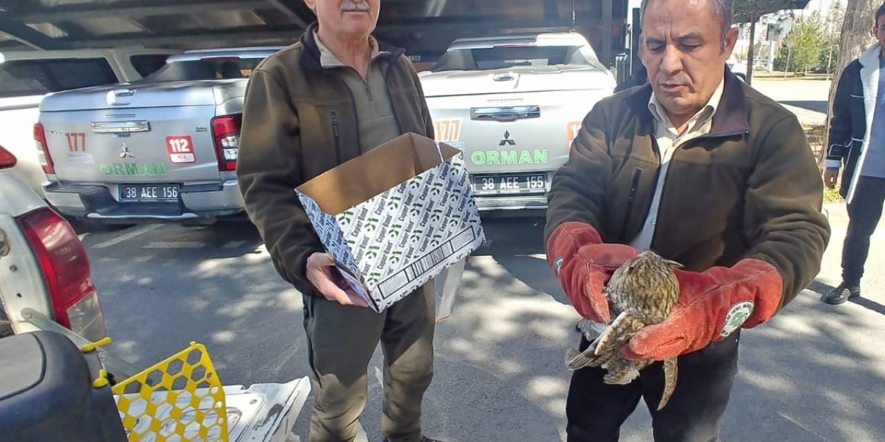Yaralı Kulaklı Orman Baykuşu Tedavi Altına Alındı