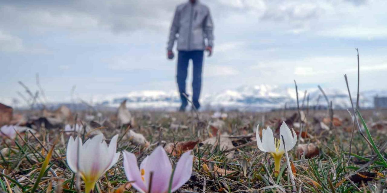 Erzurum’da Baharın Müjdecisi Çiğdemler Açtı