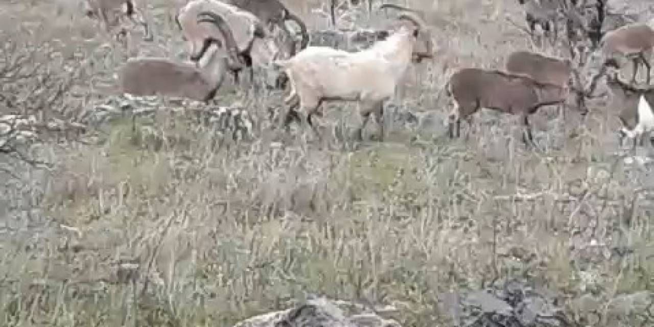 Elazığ’da Dağ Keçileri Görüldü