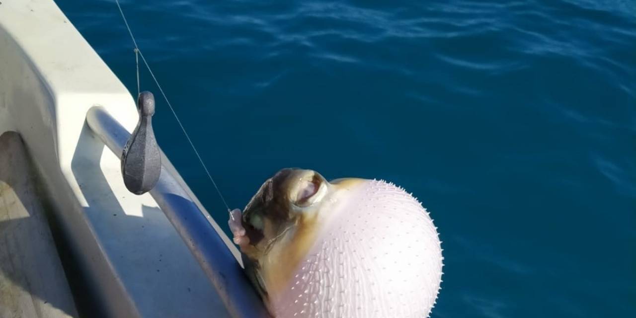 Mersinli Balıkçılar ’balon Balığı Avcılığına Yönelik Teşvik’ten Memnun