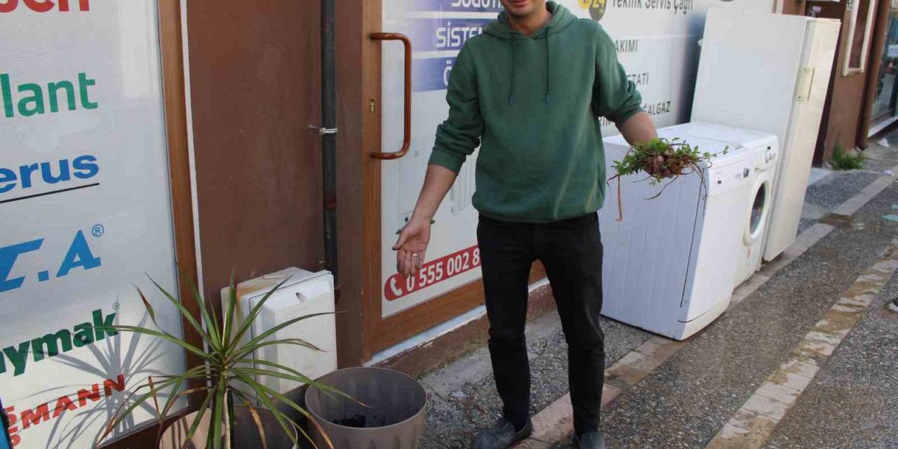 Saksıdaki Süs Bitkisini Kökleyip, Poşete Koyup Götürdü