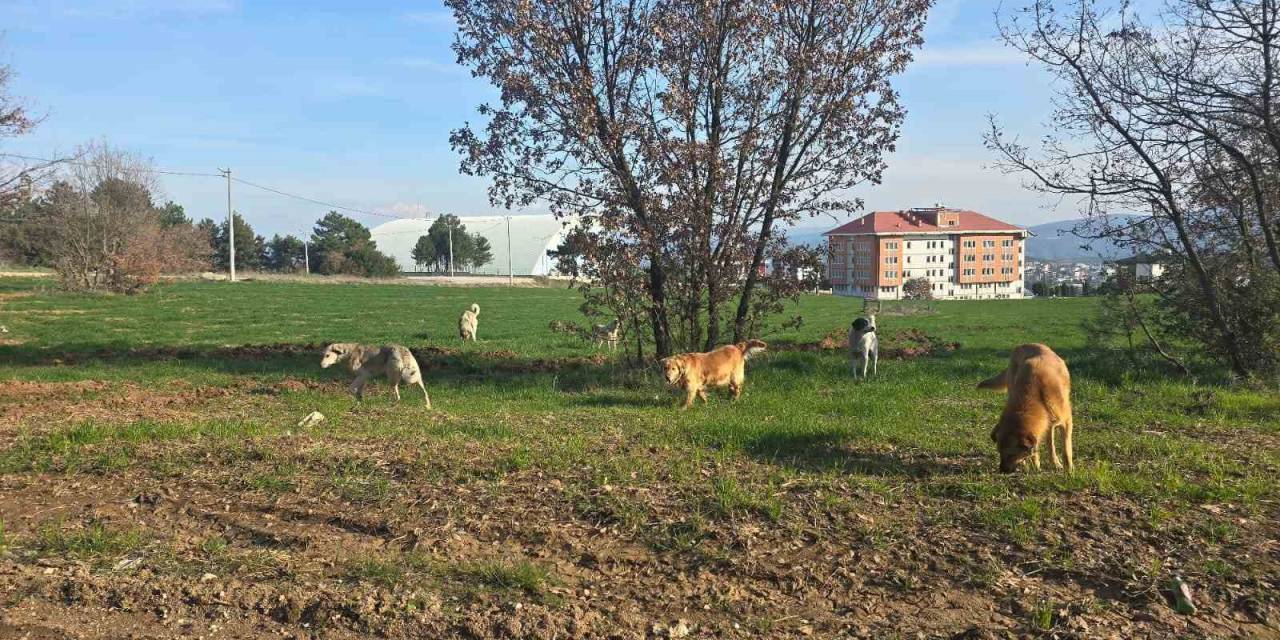 Bilecik’te Vatandaşlar Sürü Halindeki Köpeklerden Tedirgin