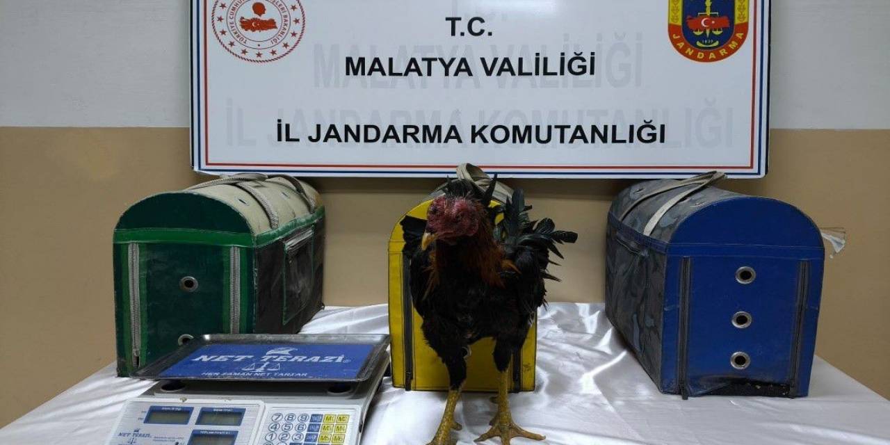 Malatya’da Horoz Dövüştürenlere Ceza Yağdı