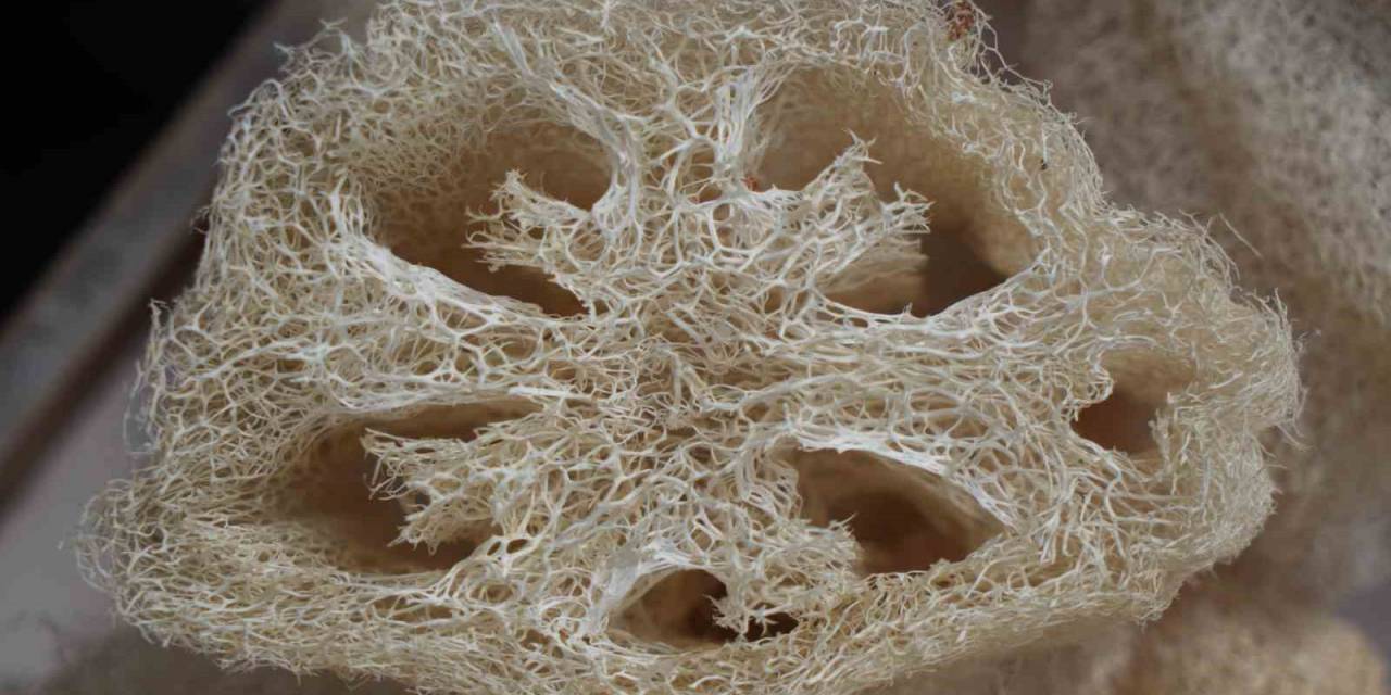 Selülit Düşmanı Kabak Lifi Hem Mutfakta Hem De Kişisel Bakımda Kadınların Gözdesi