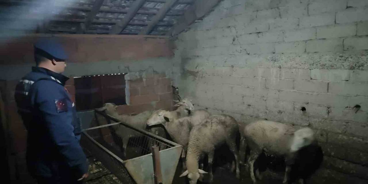 İznik’ten Çalınan Koyunlar Yenişehir’de Bulundu