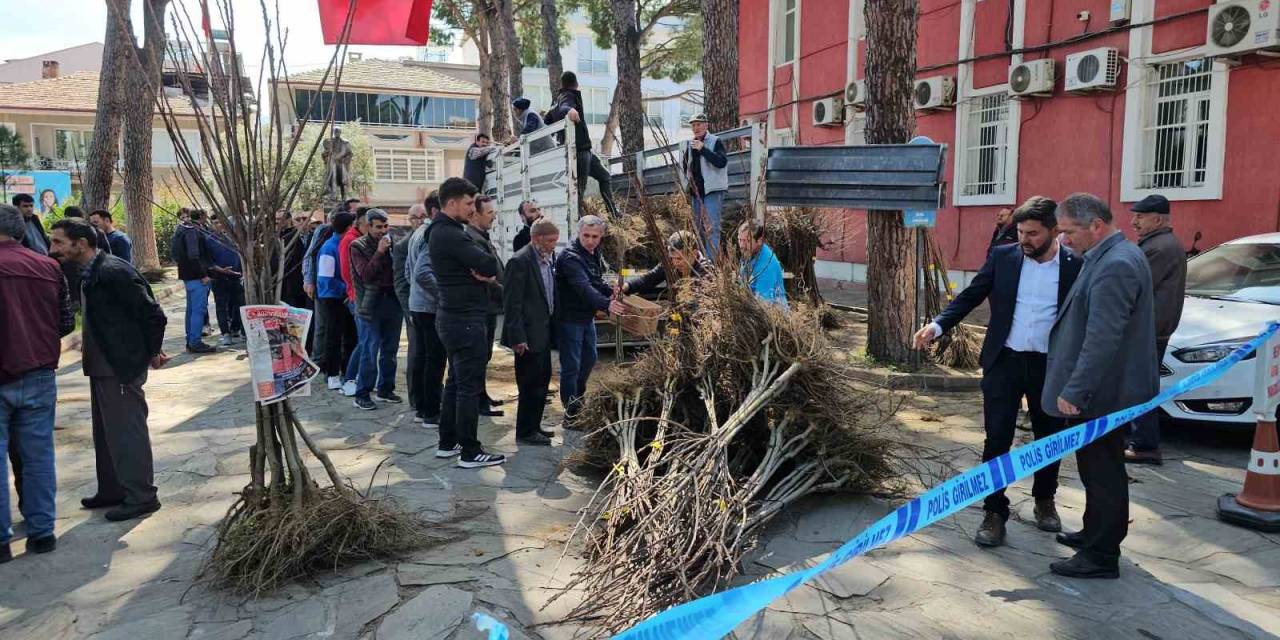 Gal Arısı Zararlısına Karşı Geliştirilen Kestane Fidanları Üreticiye Dağıtıldı