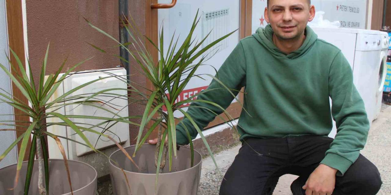 Esnafın Çağrısını Duyan Hırsız, Çaldığı Süs Bitkisini Geri Getirdi