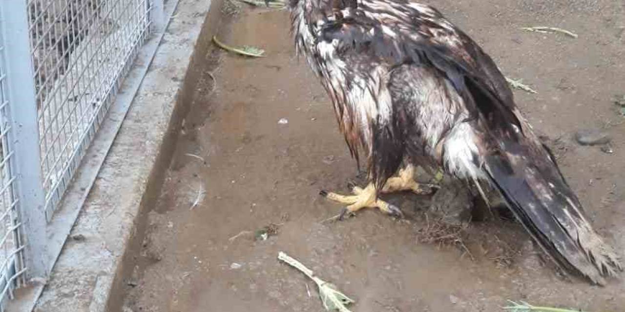 Bolu’da Ampute Edilen Şah Kartal’a, Sakarya’da Özenle Bakılacak