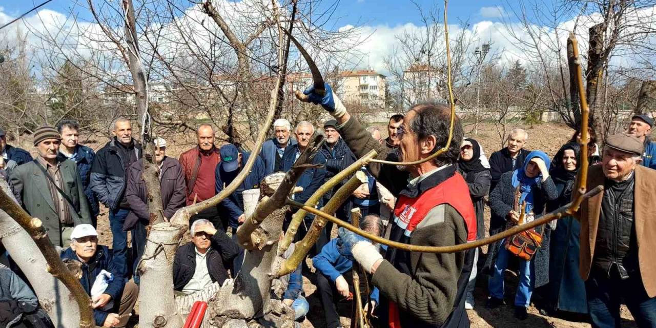Eskişehir Çiftçisine Meyve Ağaçlarında Budama Ve Aşılama Eğitimi Verildi