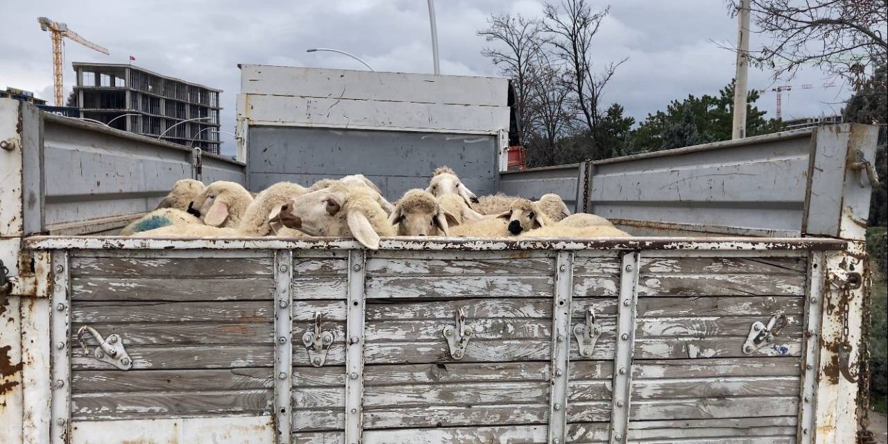 Ankara’da Küçükbaş Hayvan Yüklü Kamyon Devrildi: 1 Yaralı