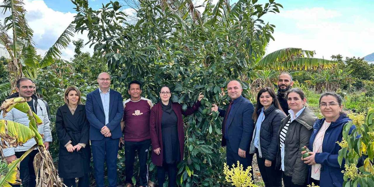 Gazipaşa’da Tropik Meyvelerde Hastalık Ve Zararlılar Anlatıldı