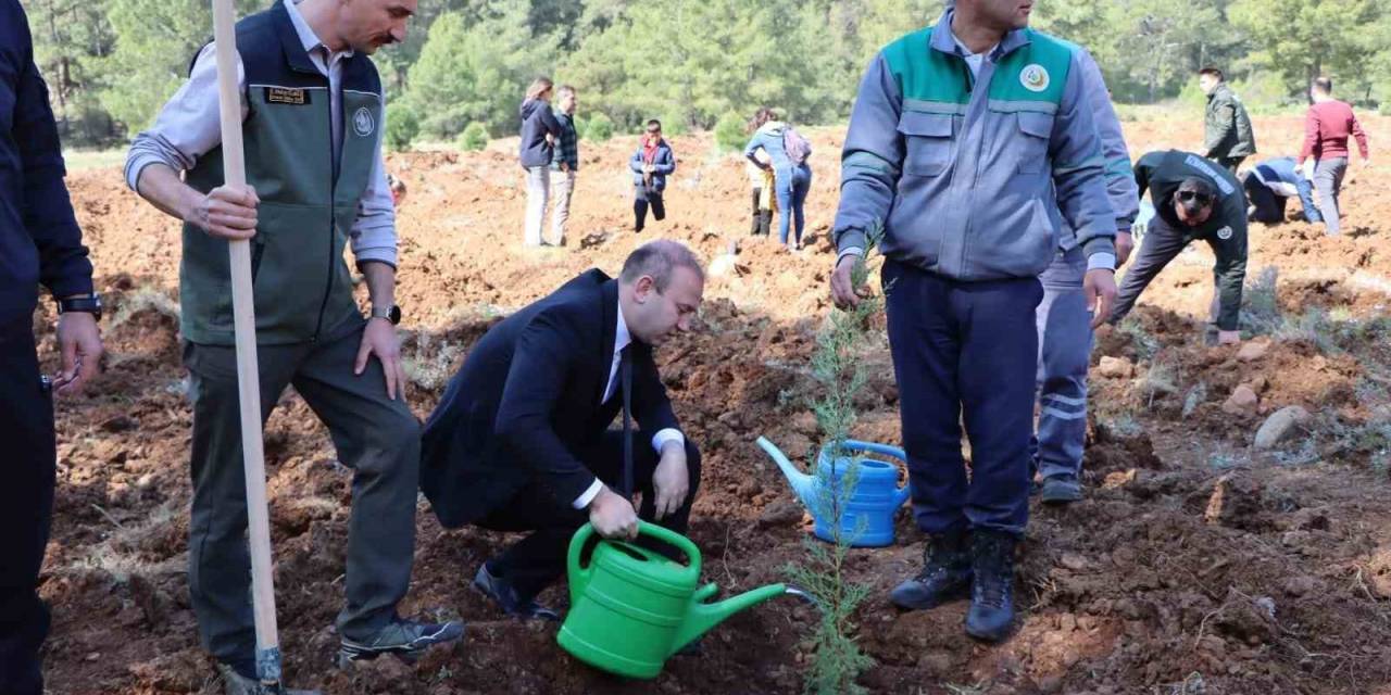 Orman Haftası’nda Köyceğiz’de Fidan Dağıtımı Ve Dikimi Yapıldı