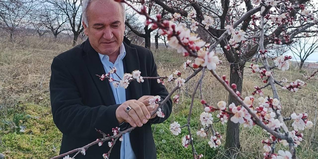 Malatya’da Kayısıda Zirai Don Tehlikesi