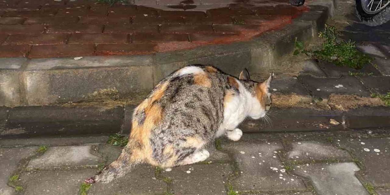 Anne Kedinin Kuyruğunu Kestiler, Yavrularını Öldürdüler