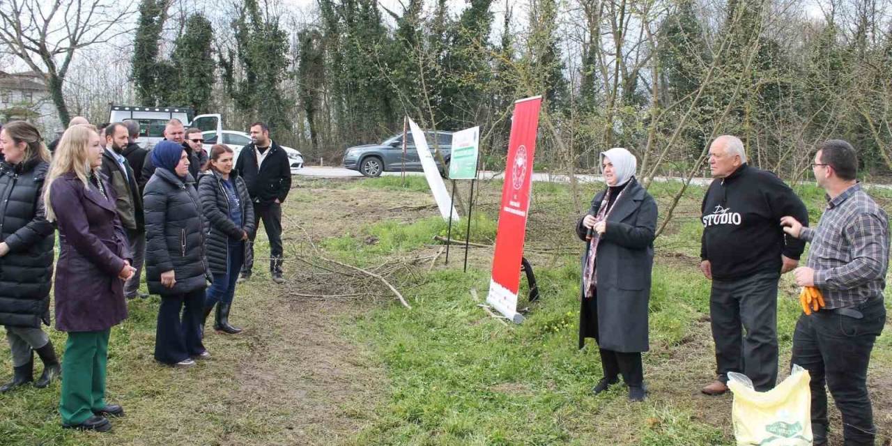 Örnek Fındık Bahçeleri Oluşturuluyor