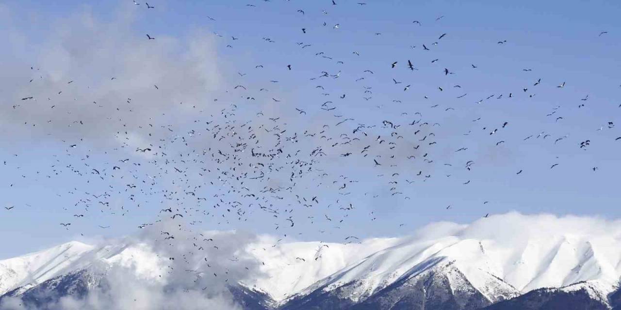 Uludağ’ın Eteklerinde Leyleklerin Dansı Böyle Görüntülendi