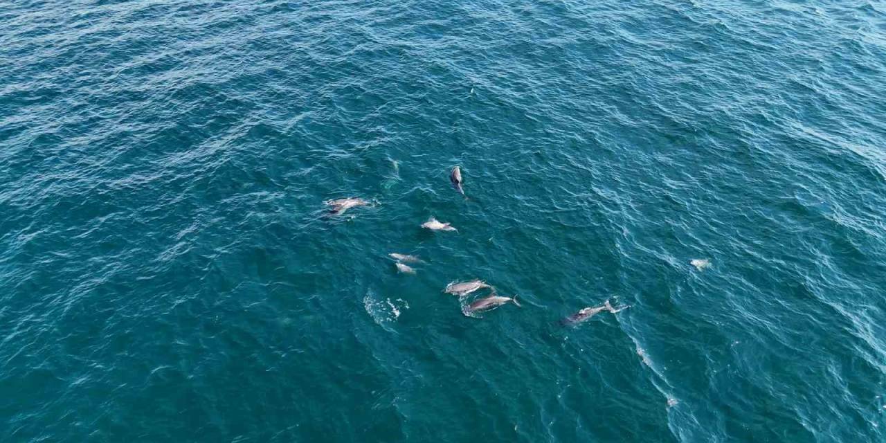 İstanbul’da Yunus Akını Havadan Görüntülendi